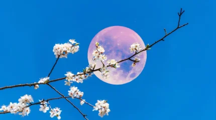 В ночь на 2 мая взойдет Цветочная Луна