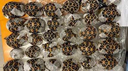 В аэропорту Бангкока задержали девушку с 30 черепахами, спрятанными под одеждой