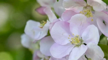 Сиверс алмасы бүршік жарды