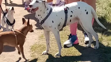 Самый массовый поход с собаками прошел в ВКО