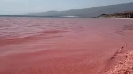 В Омане прибрежные воды покраснели из-за массовой гибели креветок