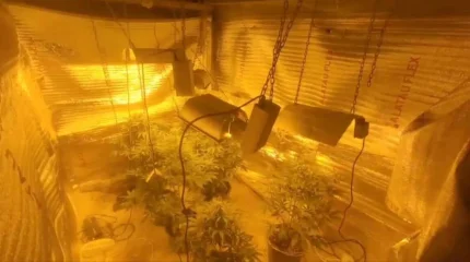 Двух братьев поймали на успешном и масштабном выращивании марихуаны в Уральске