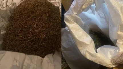 Семейлік тұрғынның гаражынан 154 кг марихуана табылды