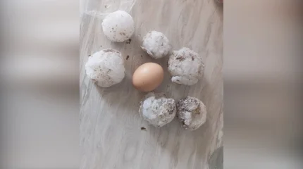 Ақтөбеде көлемі жұмыртқадай бұршақ жауды