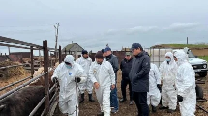 11 тысяч сайгаков погибли в ЗКО