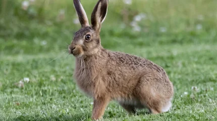 Мощный венгерский заяц сбил с ног самокатчика в пригороде Будапешта (ВИДЕО)