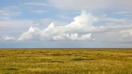ШҚО прокуратурасы пайдаланылмай жатқан ауыл шаруашылығы жерлерін мемлекетке қайтарды