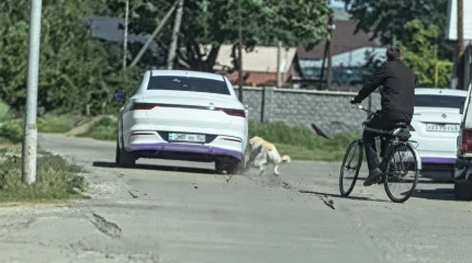 Мужчину наказали за жестокое обращение с собакой в области Жетысу (ВИДЕО)