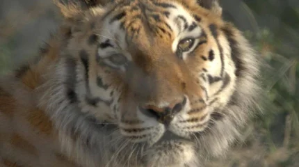 Қазақстанға Ресейден алғашқы жолбарыстар жеткізілді