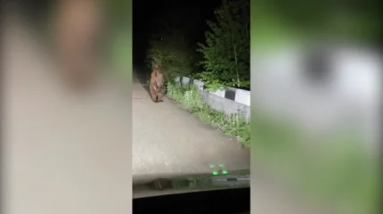 В ВКО очевидцы сняли на видео двух медвежат возле дороги, ведущей к базам отдыха «Голубой залив»