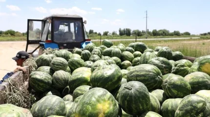 2027 жыл тарихтағы ең ыстық жыл болуы мүмкін - ғалым