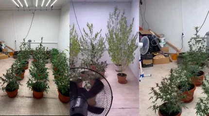 Алматыда жасырын есірткі плантациясы анықталды