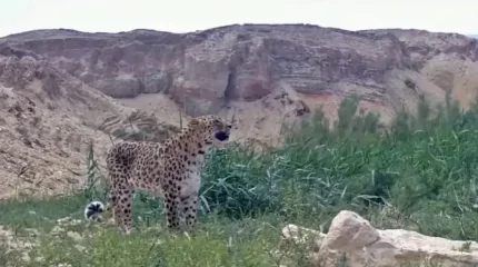 Алтынкөз барысы фототұзаққа түсіп қалды
