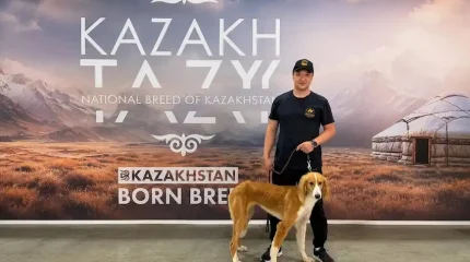 Қазақы тазы Италия чемпионы атанды