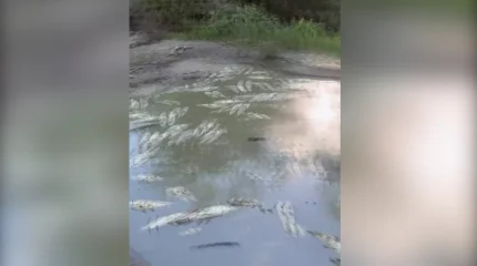 Павлодарда балықтар қырылып жатыр