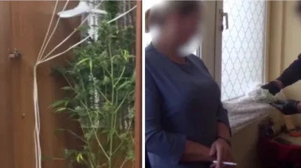 Карты, деньги, два куста: таролог из Астаны выращивала марихуану в спальне
