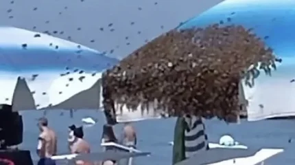 Тысячи пчёл распугали пляж в Италии