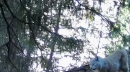 Процветающее сообщество редчайших туркестанских рысей обнаружили в Жонгар-Алатау