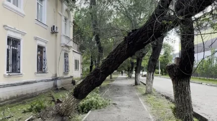 Ақтөбеде дауылдан ағаштар құлап, көліктерге зақым келтірген