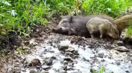 «Грязевые ванны» кабанов попали на видео в Катон-Карагае