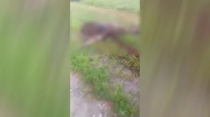 ДТП с лосем произошло в Костанайской области