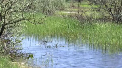 Павлодар облысында 2 тәулік бойы қамыс арасында жатып қалған зейнеткер құтқарылды