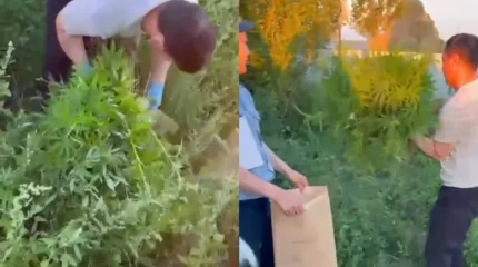 В Актюбинской области пресекли незаконное выращивание конопли