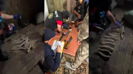 Ақтөбе облысында полицейлер киік мүйізі мен ұшасын тәркіледі