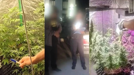 В Астане ликвидировали четыре фитолаборатории в жилых квартирах