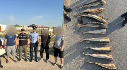 В Мангистау пресекли незаконную перевозку более 30 кг рыбы, похожей на осетровую