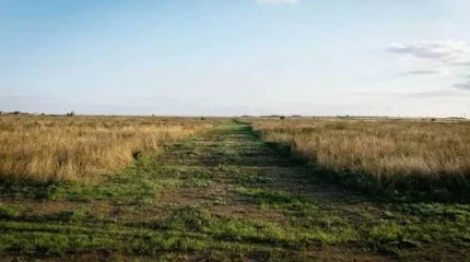 Тысячи гектаров неиспользуемых земель изъяли у фермеров в Павлодарской области