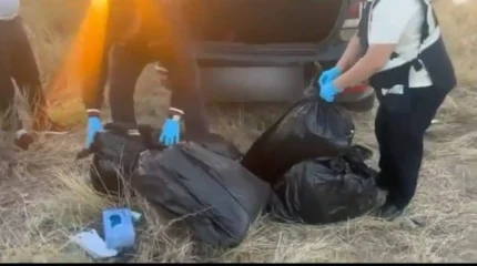 Жамбыл облысында Алматыға 43 келіден астам марихуана жеткізбек болған тұрғын ұсталды