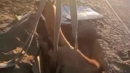 Спасатели вытащили верблюда из колодца в Кызылординской области (ВИДЕО)