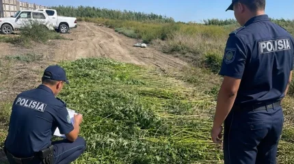 Атырауда жабайы қарасораның 10 мыңнан астам түбі жойылды