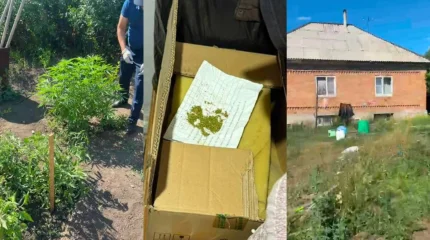 Өскеменде полиция жылыжайда есірткі өсірген тұрғынды ұстады