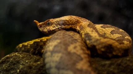 Ақтөбеде жасөспірімді жылан шақты