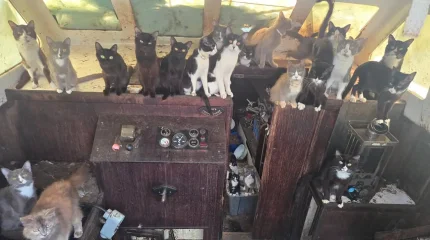 Полицейские нашли десятки кошек на заброшенной лодке