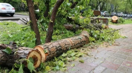 Қарағандыда 5 жастағы балаға ағаш бұтағы құлап, қаза тапты