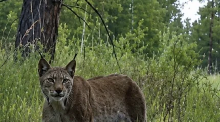 Редкий кадр из Наурзума: рысь попала в фотоловушку