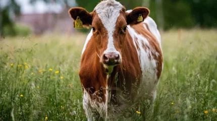 Атырау облысында белгісіз аурудан мал қырылып жатыр