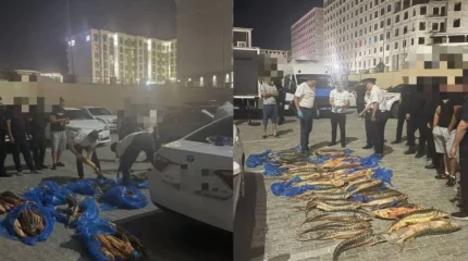 Маңғыстауда 200 келіден астам бекіре балығын заңсыз тасымалдағандар ұсталды