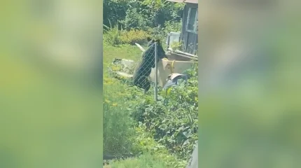 В ВКО медведи все чаще выходят к людям