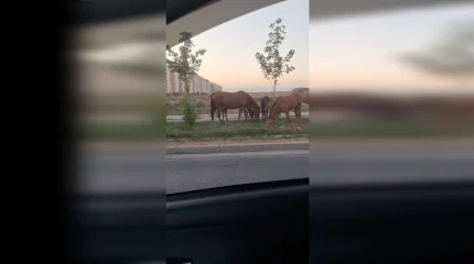 Шымкентте көпқабатты үйлердің маңында жылқы жайылып жүр: тұрғындар наразылық білдірді