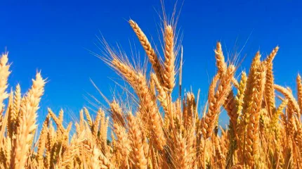 В Казахстане убрано 61,6% зерновых площадей и собрано 13,5 млн тонн зерна