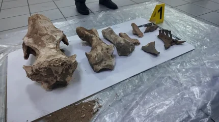 Человеческие черепа и останки носорога обнаружены при строительстве моста в СКО