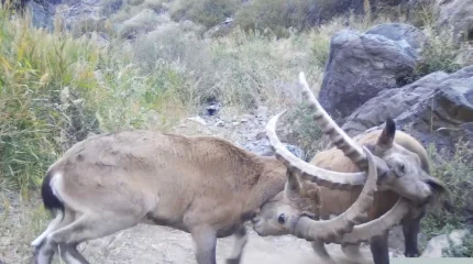 Козлиная дуэль попала на видео в Алтын-Эмеле