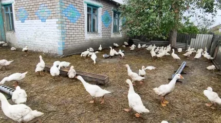 «Лечению не подлежат»: неизвестная инфекция косит домашнюю птицу в одном из сёл СКО