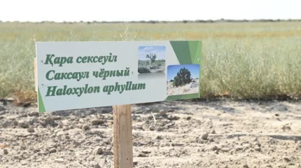 На высохшем дне Арала высадили 450 тысяч саженцев саксаула